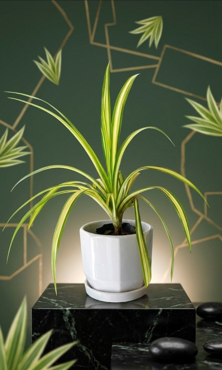 Variegated Pandanus