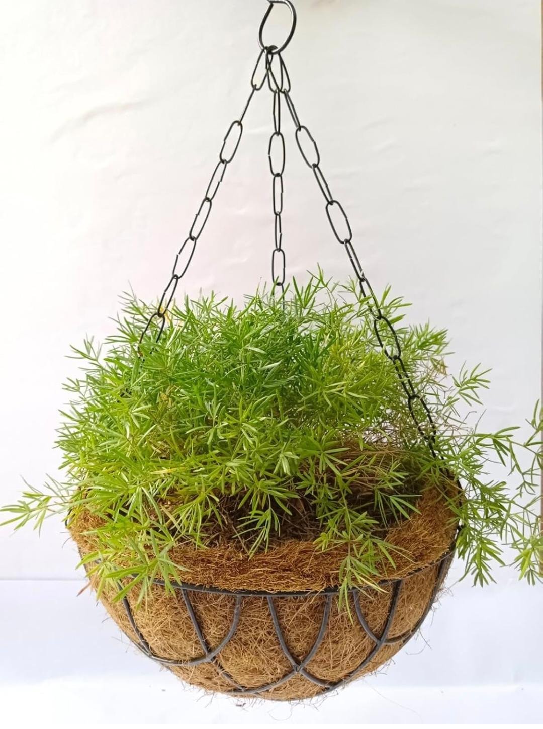 Earth Coir Liner Hanging Metal Pot,